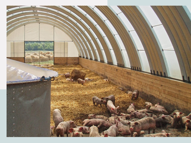 Строительство свинарников в Санкт-Петербурге